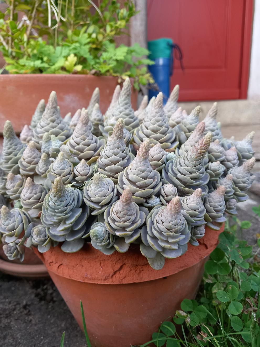 WPVZ Project Image